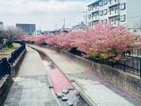 櫻🌸吹雪～淀之河津櫻