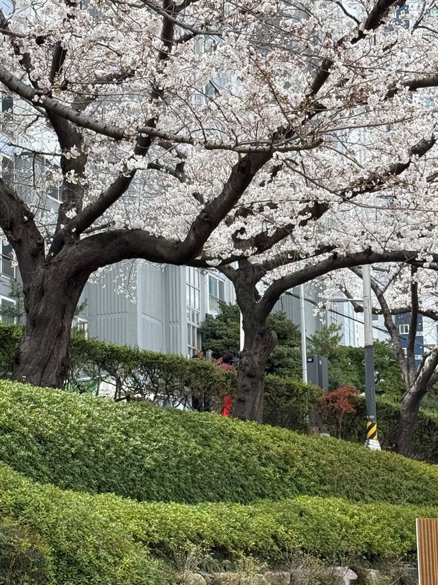 부산 도심속에서 떠나는 벚꽃여행 🎀