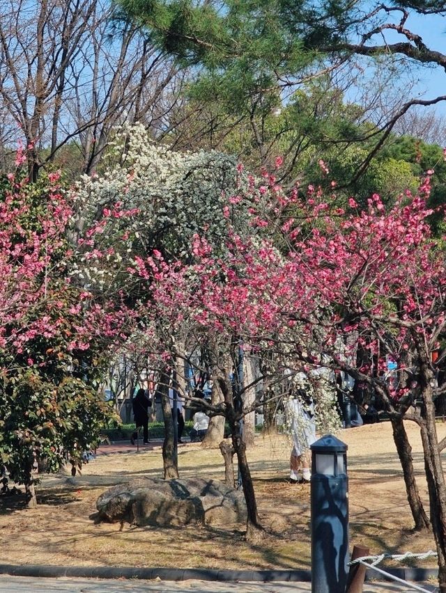 대구 매화꽃보러 봄에 방문하기
