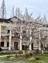 Historical University in Shanghai is blooming beautifully 