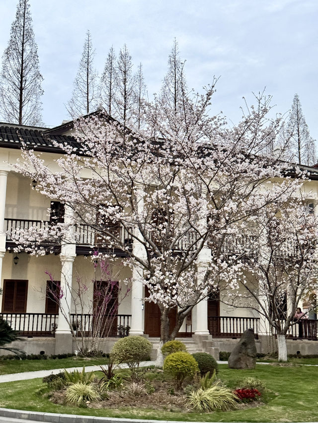Historical University in Shanghai is blooming beautifully 