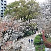 東京王子站-飛鳥山公園，當地日本人的賞櫻野餐景點