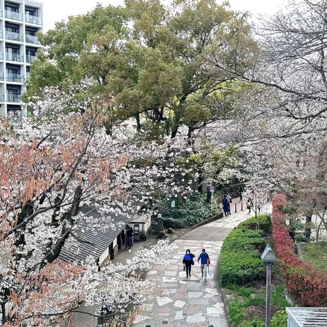 東京王子站-飛鳥山公園，當地日本人的賞櫻野餐景點