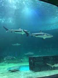 Sea World Ancol, Samudra and Bird Park