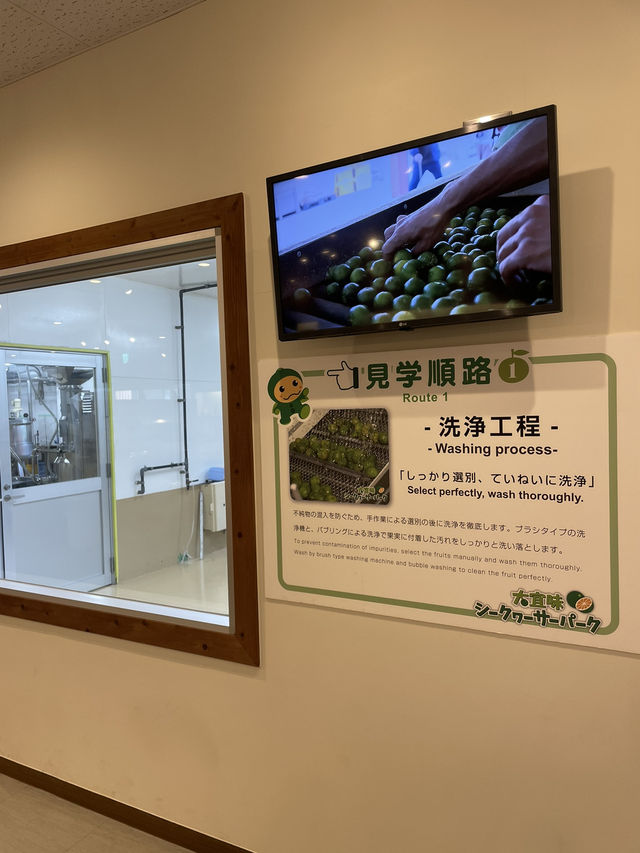 【沖縄】大宜味村 入場無料で楽しめるシークヮーサーパーク