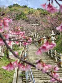 Sakura in Full Bloom at Nago Castle Park🌸