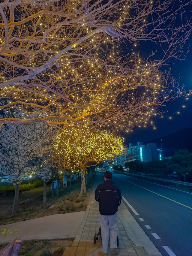 전남 보성 봄에 가기좋은 벚꽃명소
