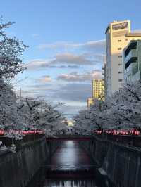 東京賞櫻攻略：中目黑、澀谷、中野、芝公園，一次蒐集所有粉嫩美景！🌸