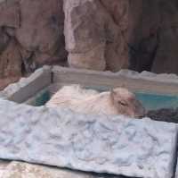 【日本】大洗水族館で海洋生物を観察！