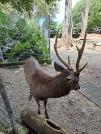 Roars, Paws & Jungle Laws – A Day at Zoo Negara