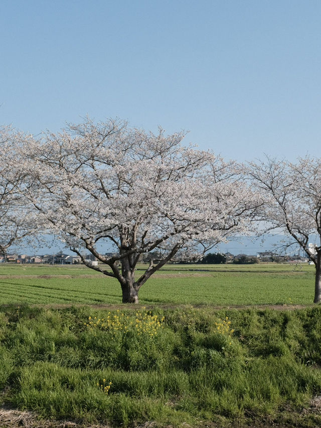 พาชมซากุระริมแม่น้ำ Kusaba | Fukuoka