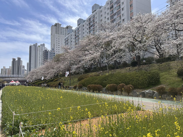 釜山春日絕景：溫泉川櫻花隧道與我相遇的一天