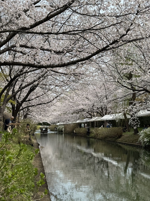 【京都】伏見十石舟