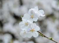 ซากุระที่สวนอุเอโนะ โตเกียว 🌸🌸🌸