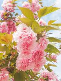 2주 후에 볼 수 있는 경주 겹벚꽃 🌸🌸