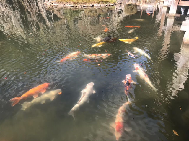 紅葉と禅の静寂に癒される♪美しき庭園の寺「永保寺」へ🍂
