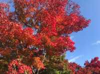 紅葉の名所！「勝尾寺」で真っ赤な秋を感じるお寺さんぽ🍁