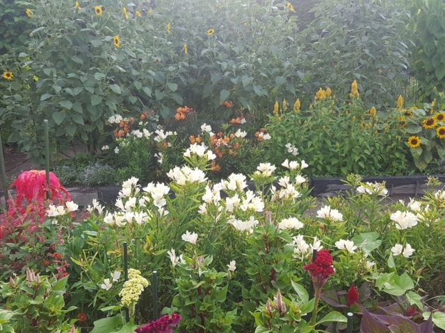 [🇯🇵京都] 花に癒されるひととき、京都府立植物園を訪れてみませんか？