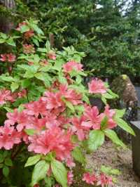 Vibrant Azaleas at Oguni Shrine