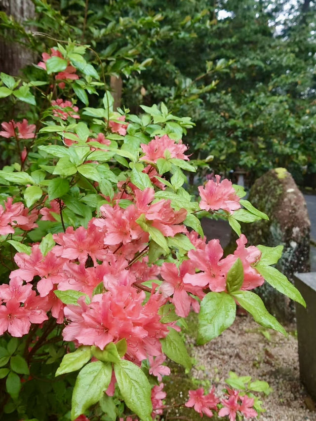 Vibrant Azaleas at Oguni Shrine