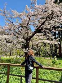 Chasing the Last Cherry Blooms in Alishan