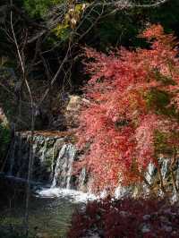 赤と黄色のグラデーション！神奈川・大山の紅葉トレイル🍁⛰️