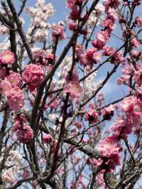 Matsumoto castle cherry blossom @ Matsumoto