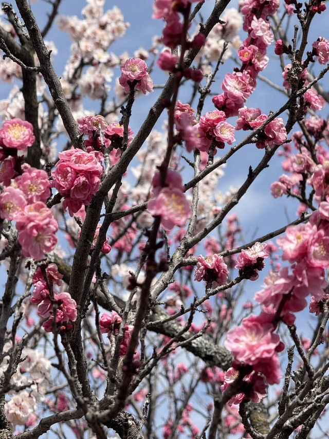 Matsumoto castle cherry blossom @ Matsumoto
