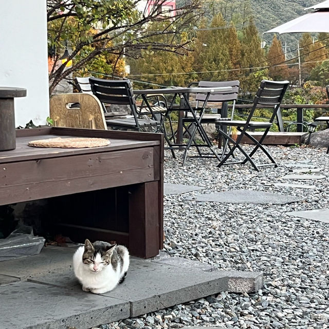 🌸🌻충주 충주댐이 보이는 한옥카페 구옥,날다