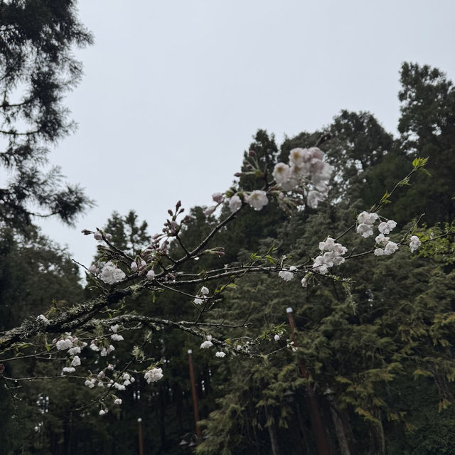 祝山觀日步道 Zhushan Sunrise Trail