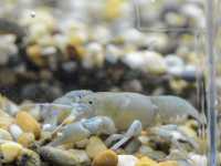 【氷の下の世界に感動！北の大地の水族館で北海道の自然を体感】