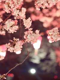 【北九州観光】夜桜と夜景がとても綺麗なスポット