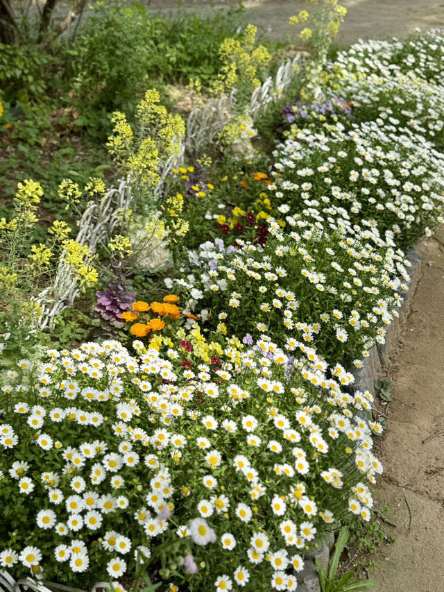 Spring Stroll at Komabano Park🌼