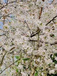 Cherry Blossoms at Shanghai Botanical Garden – A Tranquil Spring Retreat