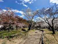 京都最古老的公園賞櫻---圓山公園，祇園枝垂櫻