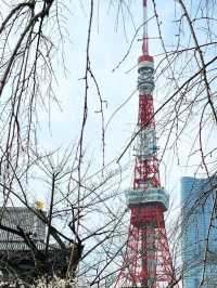🌆 Neon Dreams: Staying in Tokyo, Japan! 