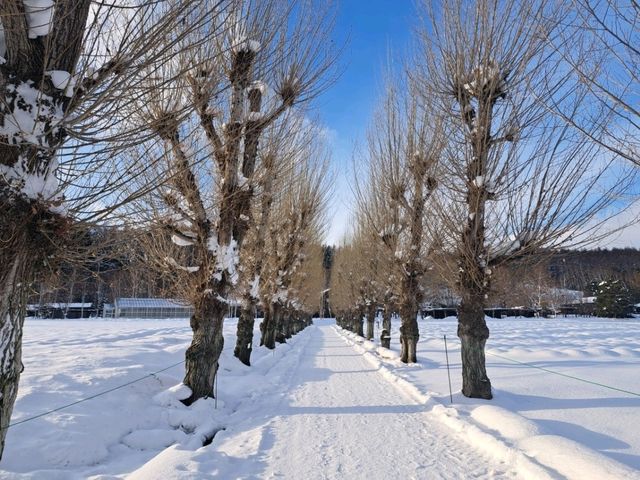 北海道旅遊🥳參觀富田農場😍免費任玩迷你雪兜場🤣刺激好玩🥰欣賞大自然雪景❄️