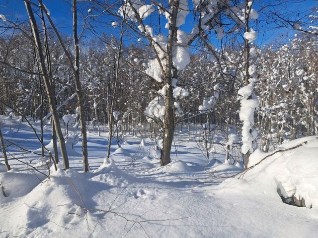 北海道旅遊🥳喜茂別路線雪場❄️自駕動力雪橇體驗分享😍欣賞羊蹄山沿途雪景🗻