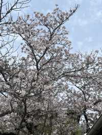🌸🐱 Sakura at Neko train station - Kishi Station, Wakayama 