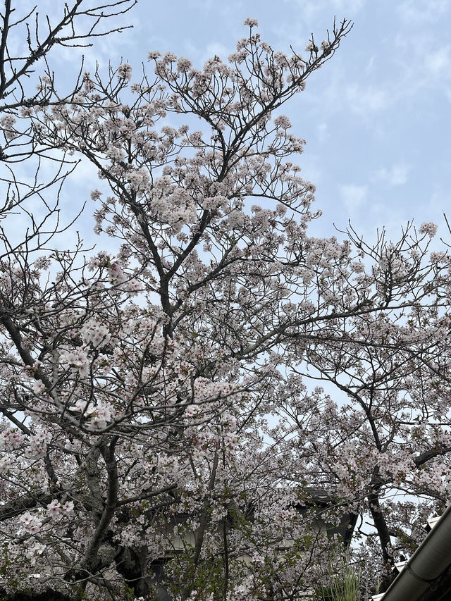 🌸🐱 Sakura at Neko train station - Kishi Station, Wakayama 