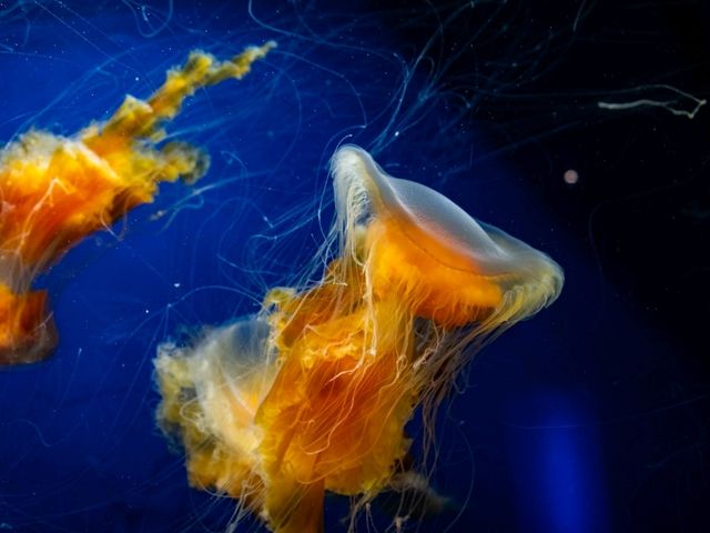 【千葉】きらきらした生き物を見に鴨川シーワールドへ！