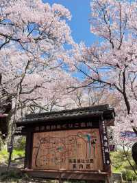 Timeless Blooms: Springtime Magic at Takato Castle