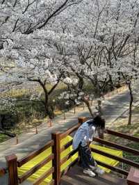 Spring's Best-Kept Secret: Hwagae’s 6km of Blossoms