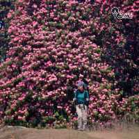 Annapurna trips 