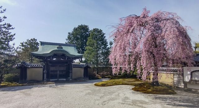 🌙 Kōdaiji: Kyoto’s Nighttime Magic & Bamboo Whispers 🌙