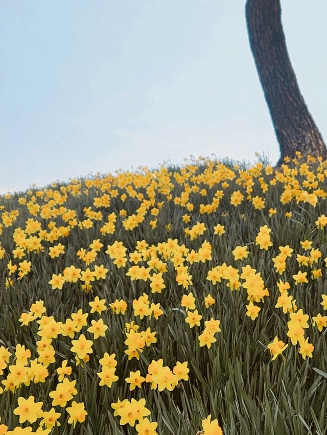 Jirisan Cheese Land Daffodil Field.