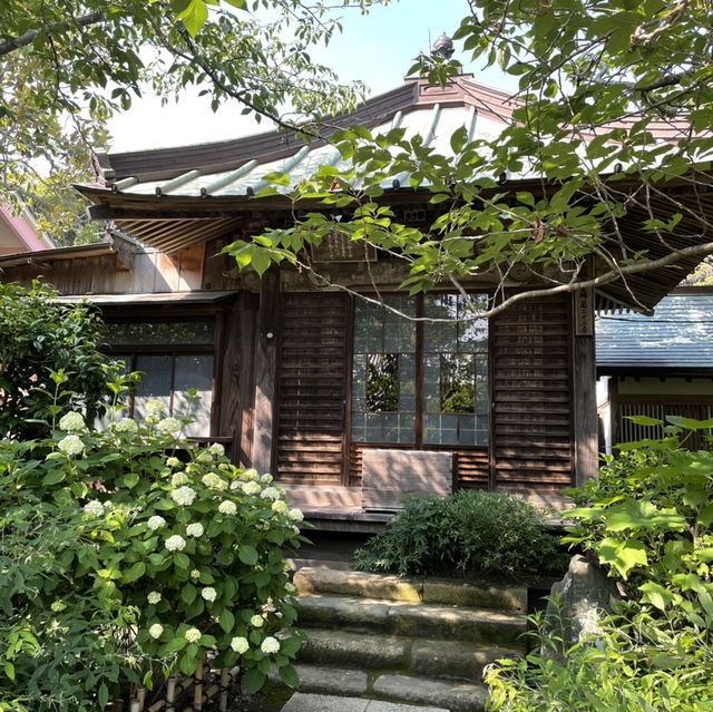 【鎌倉】風情ある茅葺きの山門 手前の紫陽花