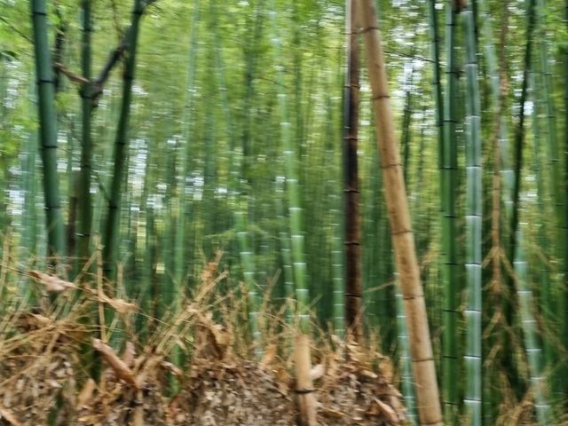 후시미이나리신사 후기 Journey to Fushimi Inari Taisha