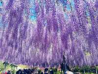 【 春の栃木 】 圧巻！あしかがフラワーパーク💐