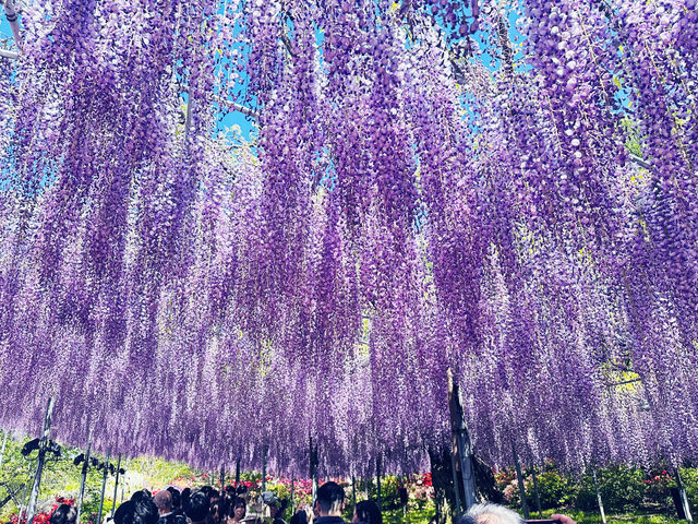 【 春の栃木 】 圧巻！あしかがフラワーパーク💐